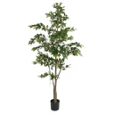 Mr Plant Benjaminfiken 210 cm
