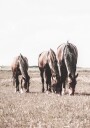 Three Brown Horses Plakat Plakat / 50x70cm