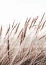 Boho Dried In Nature Plakat Plakat / 100x150cm