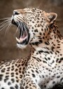 Roaring Leopard in Nature Poster Plakat / 50x70cm