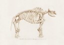 Mamoth mammut Plakat / 70x100