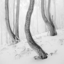 Frozen Forest Plakat Plakat / 40x40cm