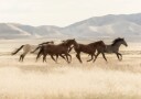 Wild Horses Running Plakat Plakat / 40x50cm