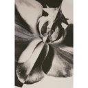Alexander McQueen Dame Gensere & Hettegensere Hvit XS,