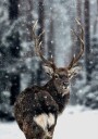 Majestic Deer in Snow Plakat Plakat / 21x30cm