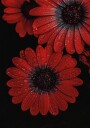Red Dimorphotheca Flowers with Water Droplets Plakat Plakat / 100x150cm