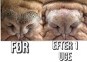 B&B - Snout Wax Deluxe (908234)