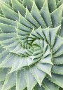 Spiral Aloe Plant Art Plakat Plakat / 100x150cm