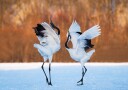 The dance of love Poster Plakat / 30x40cm