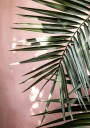Palm Leaves 23 Plakat Plakat / 21x30cm