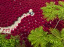 Ravensburger Puslespill 500 Naturens Strukturer
