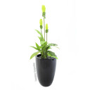 Europalms Leichtsin Cup-69, Shiny-Black