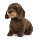 Hund Bamse Dachshund Valp | Living Nature