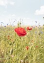 Poppy Flower Plakat Plakat / 70x100cm