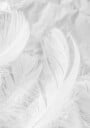 Soft Feather Plakat Plakat / 40x50cm