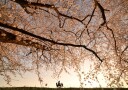 Cherry Blossoms Sunset Ride Plakat / 21x30