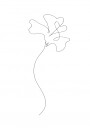 Delicate Sweet Pea Line Plakat / 50x70