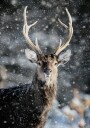 Majestic Deer in Snow №2 Plakat Plakat / 40x50cm