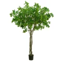 Mr Plant Benjaminfiken 330 cm