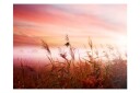 Fototapet Morning Meadow 200x154 - Artgeist sp. z o. o.