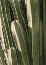 Cactus Plakat Plakat / 100x150cm