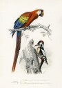 Birds II Plakat / 30x40