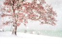Snow at the lake Plakat Plakat / 100x150cm