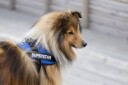 Julius K9 Personlig Merkelapp, Liten - Refleksdesign for Hundesele