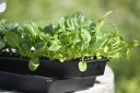 Nelson Garden Solid Plantebrett 14 x 68 cm, Avling