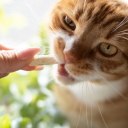 Wanpy 10 x Catsnack Freeze Dried Cat Grass & 200gr total Chicken 20 g