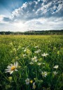 Flowering Meadow Plakat / 100x150cm
