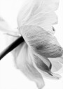 Blooming Flower Plakat Plakat / 30x40cm