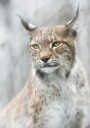 Lynx portrait in the fog Poster Plakat / 70x100cm