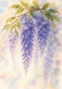 Hanging Wisteria In Soft Pastel Colours Plakat Plakat / 50x70cm