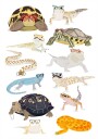 A1 Reptiles In Glasses Plakat / 70x100cm