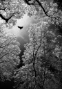 Flight Plakat / 70x100cm