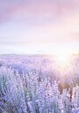 Purple Sunrise Plakat Plakat / 21x30cm