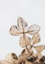 Four Leaves Plant Plakat Plakat / 100x150cm
