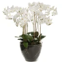 Mr Plant Phalaenopsis Orkide 90 cm Hvit