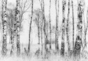 Black and White Birch Poster Plakat / 100x150cm