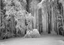Perfect Winter Plakat Plakat / 50x70cm
