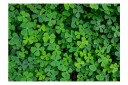 Fototapet Green Clover 100x70 - Artgeist sp. z o. o.