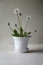 Bergs Potter Københavner Glazed Ø 12 cm Sett Hvit