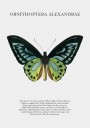 Butterfly Display Plakat Plakat / 100x150cm
