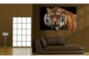 Bilde A Wild Tiger 60x40 Artgeist sp. z o. o.