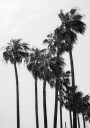 Palm Trees Plakat Plakat / 30x40cm