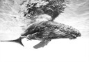 Humpback whale calf Plakat / 100x150cm