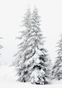Snow Covered Pine Trees Plakat Plakat / 100x150cm