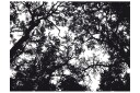 Fototapet Bleak Forest 300x231 - Artgeist sp. z o. o.