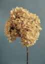 Yellow Hydrangea Plakat Plakat / 70x100cm